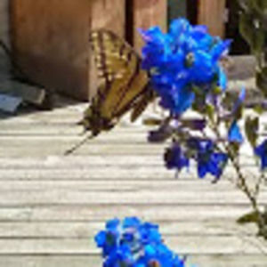 Meet your Posher, Tracey